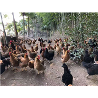 万载县高村镇赣中南花猪供应