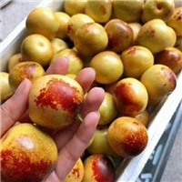 专业枣种植 