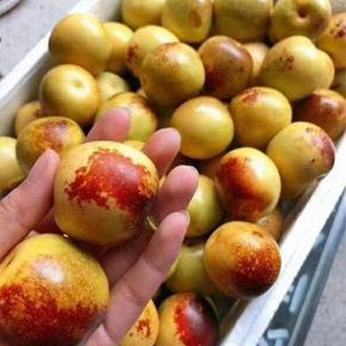 专业枣种植 