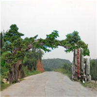 福田园林花卉布景 