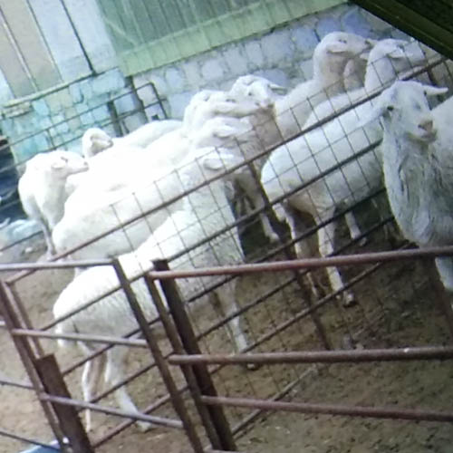 肥羊肉生态健康 
