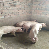 宁夏纯种母猪养殖