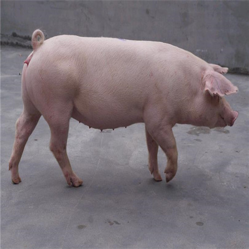 宁夏长白母猪批发