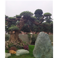 西班牙油橄榄 