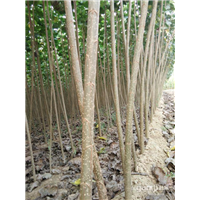 山东杨树苗