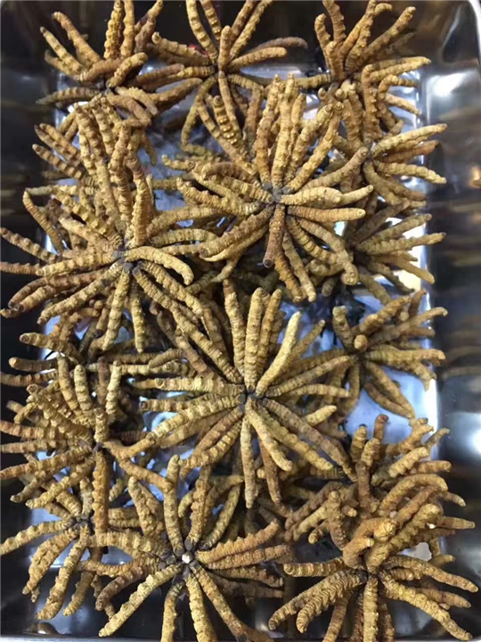 湖州冬虫夏草回收 