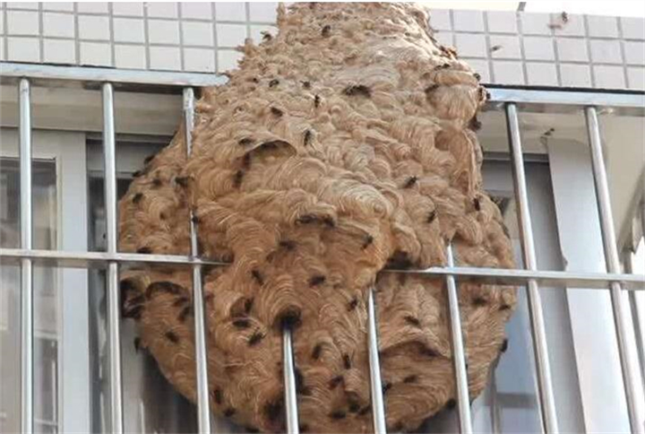 义乌处理胡蜂窝公司哪家服务好