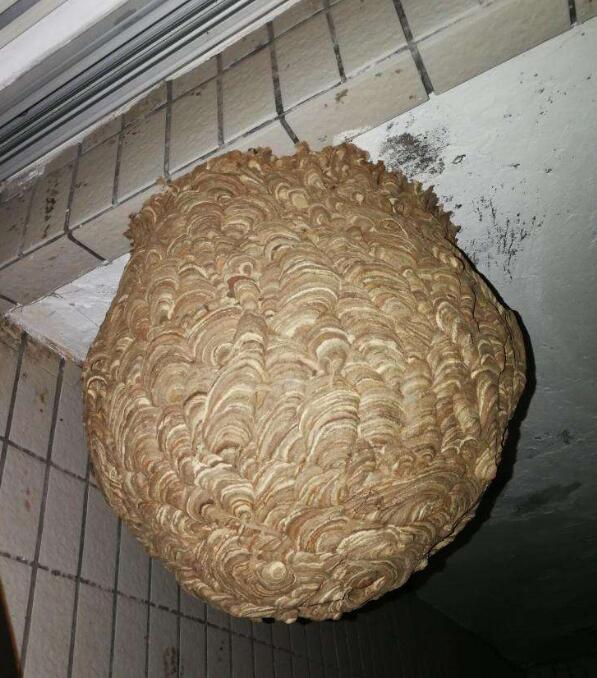 金华义乌灭胡蜂窝公司电话是多少