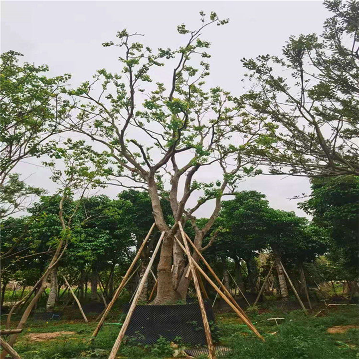 河源大量乌桕现货出售 