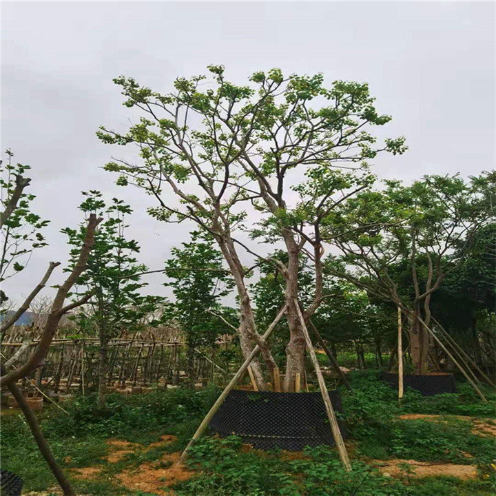 河源四季青乌桕树 