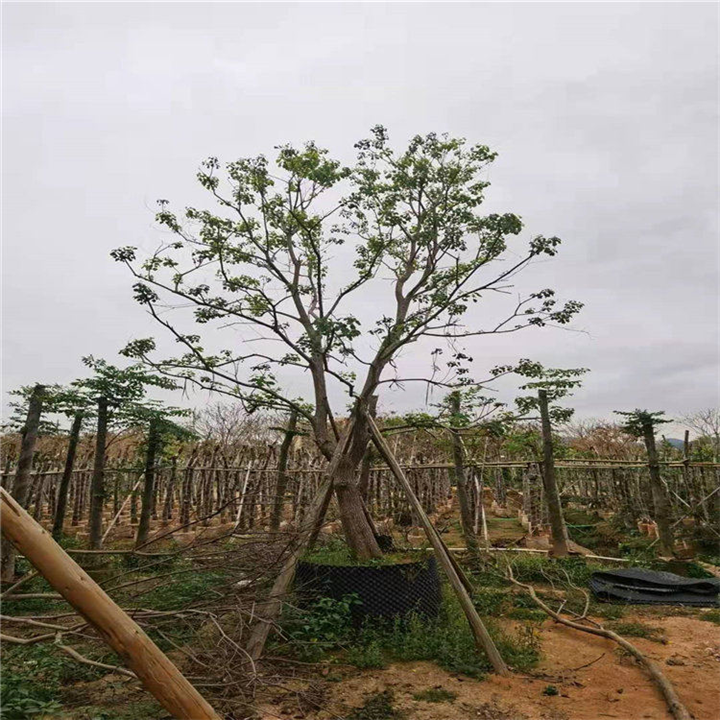 九江红叶乌桕树自家基地供应 