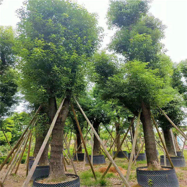 云南200公分丛生香樟 