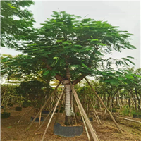 云南基地供应红花楹 