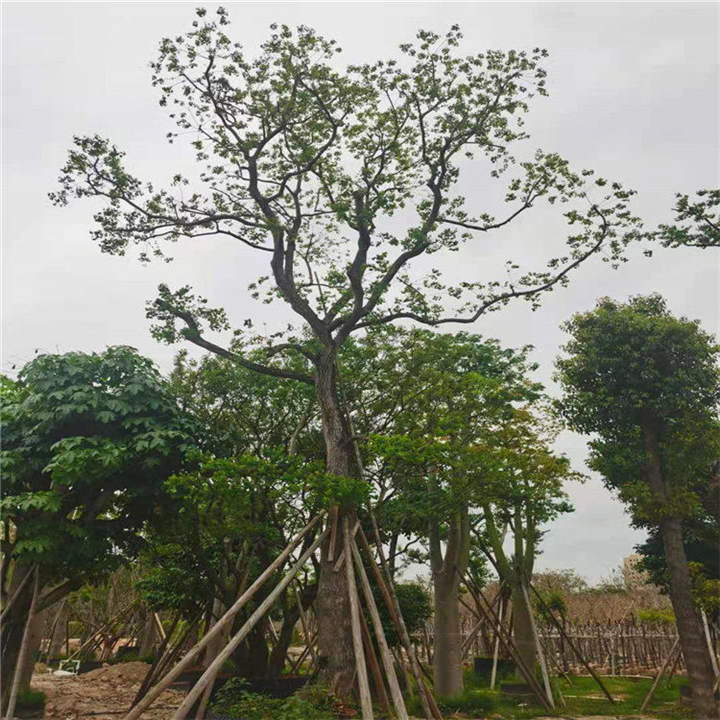 龙岩乌桕单杆15-40公分供应 