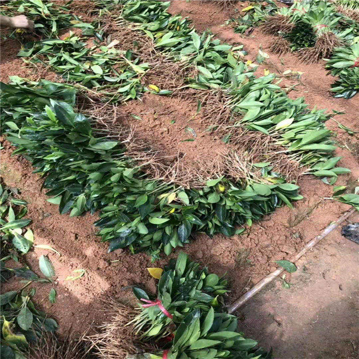 江西长期出售非洲茉莉 