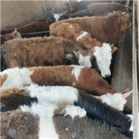 牛养殖天然自然牛肉 