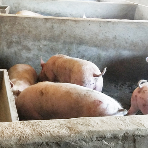 健康养殖生态肉猪放心营养 
