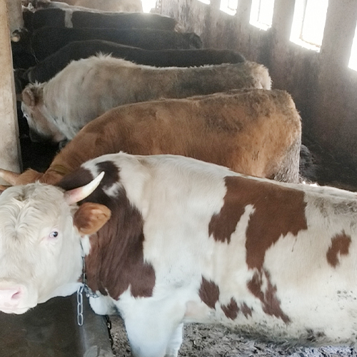 专业养殖肉牛营养天然肉肥牛 