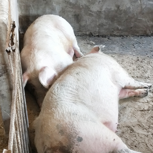 专业饲养肉猪放心肉 