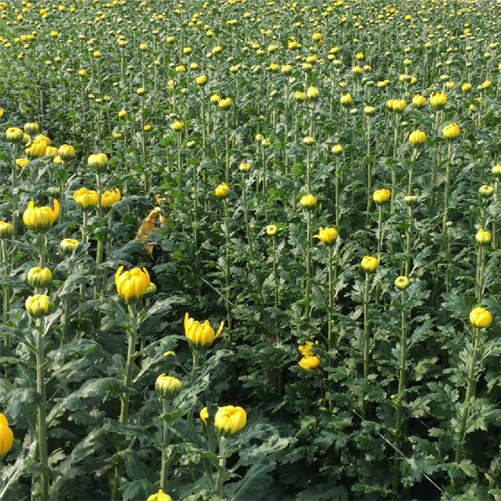 抚州清明扫墓用鲜花菊花 