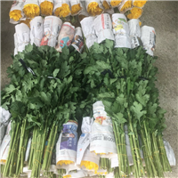 南昌清明菊花批发 
