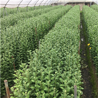韶关清明菊花批发扫墓上坟祭祀用鲜花菊花 