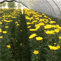 汕尾清明菊花批发清明节菊花种