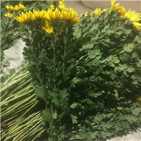赣州清明祭祀扫墓菊花批发 