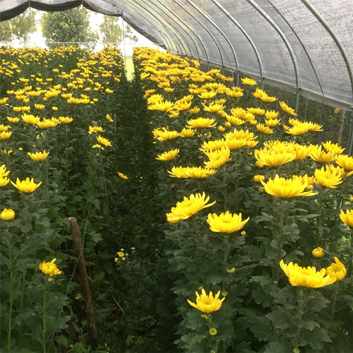 汕尾清明菊花批发清明节菊花种植基地 