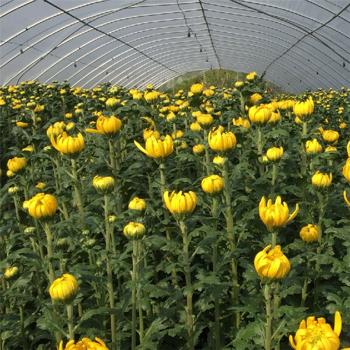 宜春清明扫墓菊花批发 