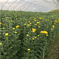 大黄白菊鲜切花清明节中元节黄白菊 