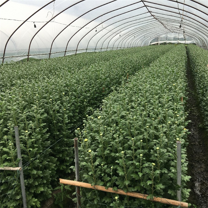 河源清明菊花批发黄白菊鲜花批发价格 