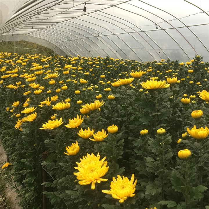 九江清明菊花种植基地批发 
