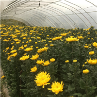 九江清明菊花种植基地批发 