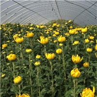 宜春清明扫墓菊花批发 