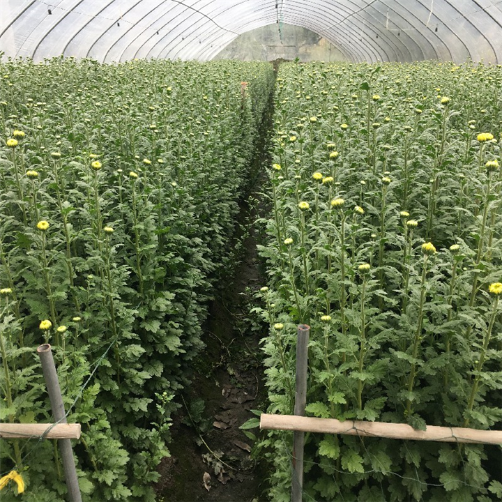 汕头清明菊花批发黄白菊扫墓上坟祭祀 