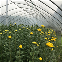 潮州清明菊花批发扫墓祭祀菊花鲜切花 