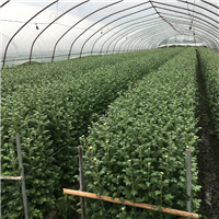 河源清明菊花批发黄白菊鲜花批发价格 