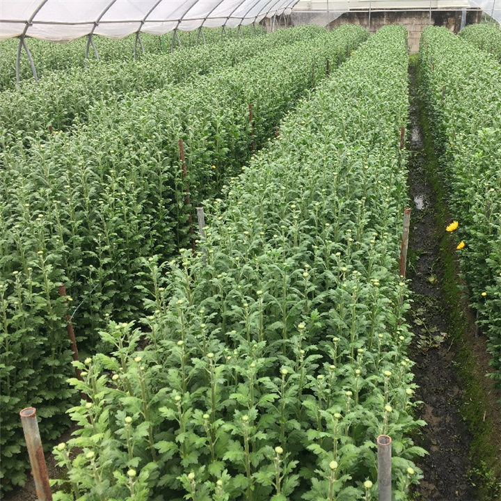 韶关清明菊花批发扫墓上坟祭祀用鲜花菊花 