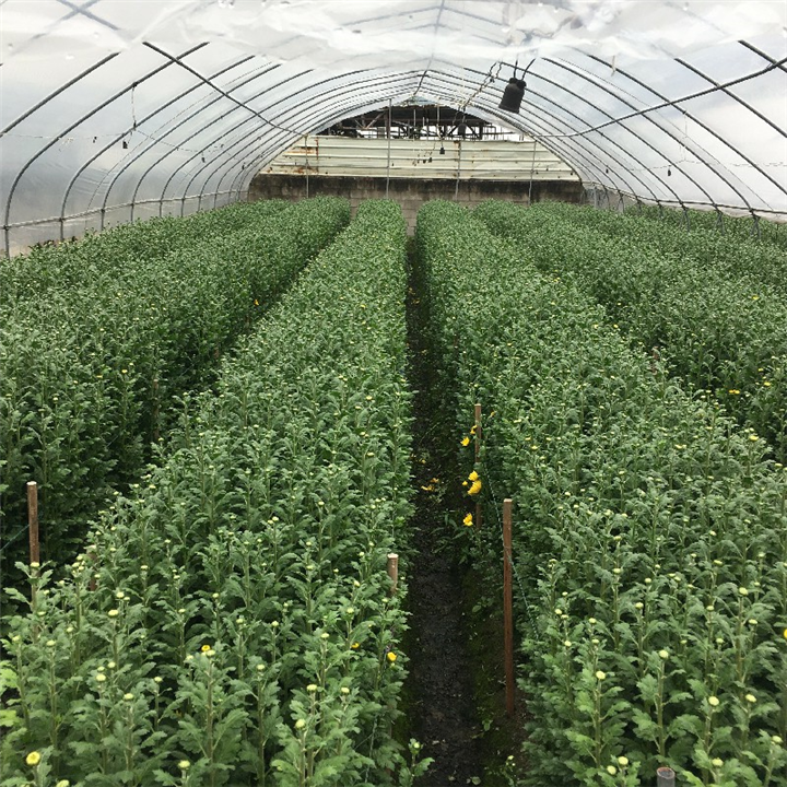 新余清明节黄菊白菊批发 