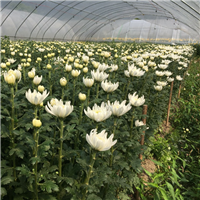 湖北清明菊花批发祭祀扫墓鲜花