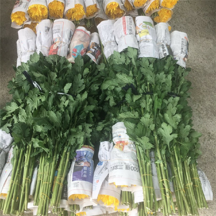 南昌清明菊花批发 