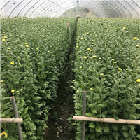 揭阳清明菊花批发黄菊白菊种植基地批发 