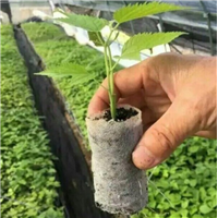 湖南轻基质容器