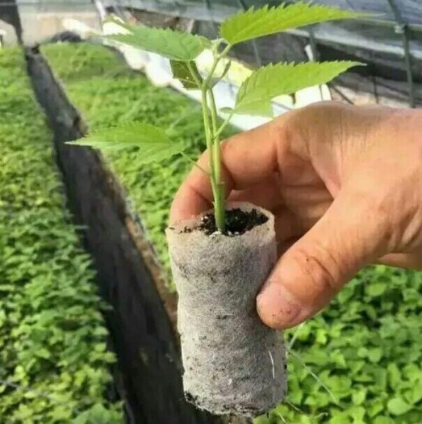 湖南轻基质容器