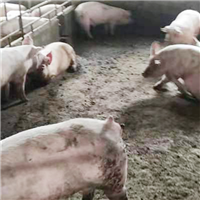 现杀新鲜散养冰冻纯猪肉瘦肉五花肉 