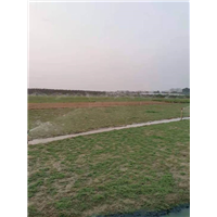 广东绿化草坪基地