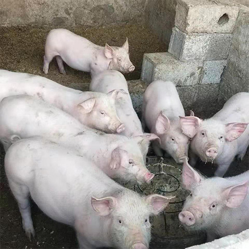 散养农家猪生态猪精品猪肉 