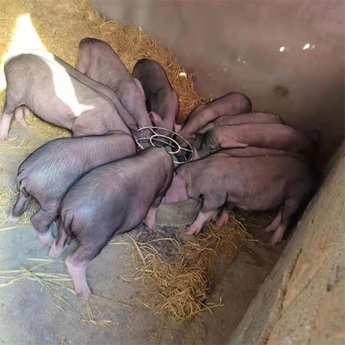 正宗新鲜猪生态养殖猪 
