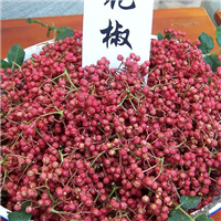 花椒采摘专业生态 